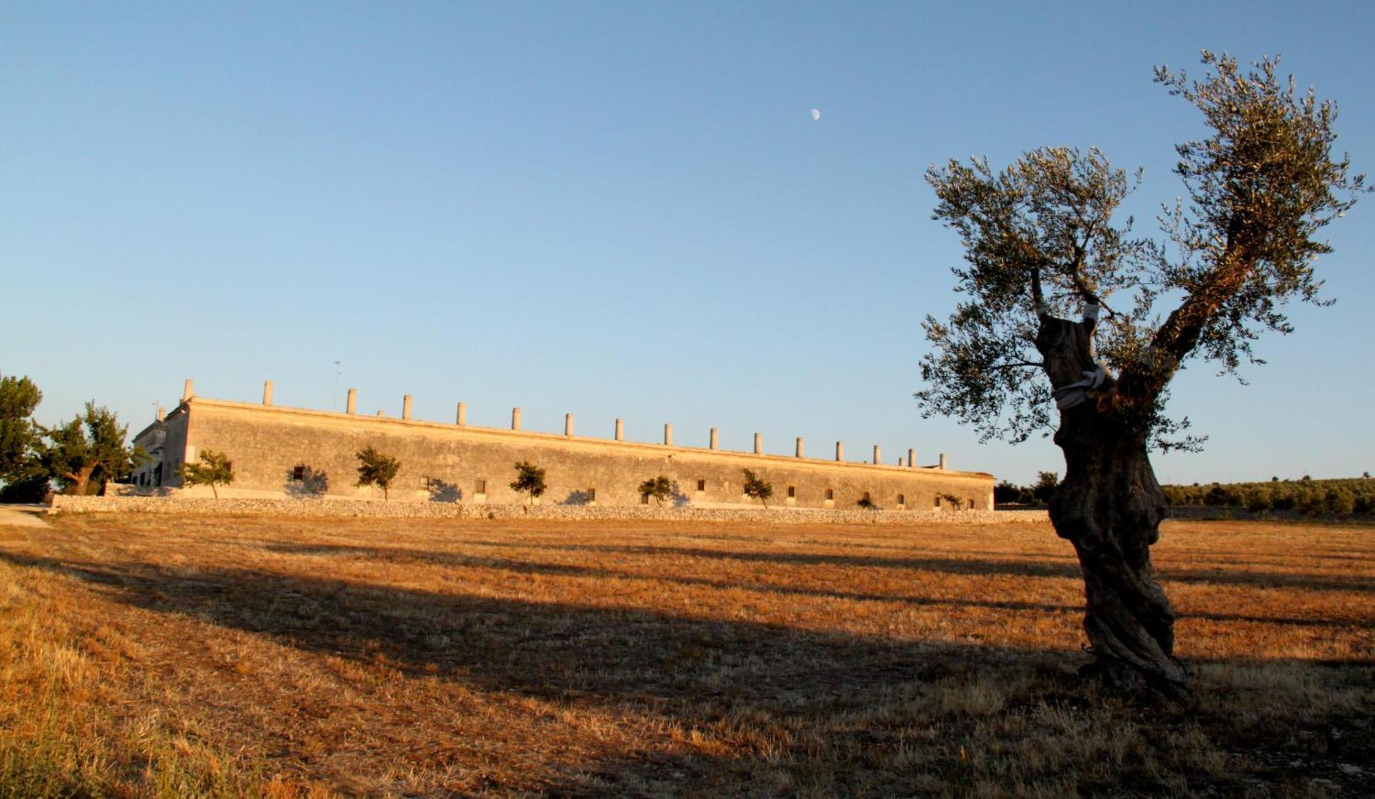 Lama Di Luna Biomasseria Montegrosso Eksteriør billede
